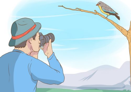 Bird-Watch-Step-19